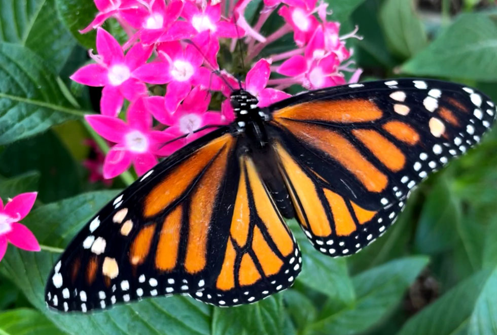 butterflies-pollinators