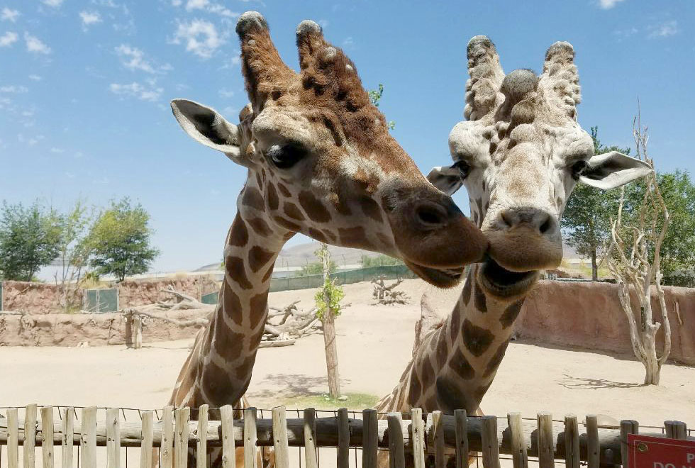 el paso zoo baby giraffe